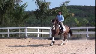 Japão do vouga Cavalos puro sangue Lusitanos  Coudelaria aguilar [upl. by Revkah364]