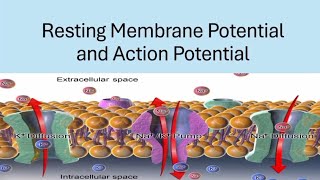 BRS Physiology  Resting membrane potential and Action potential  FCPS Part1 [upl. by Etsyrk]