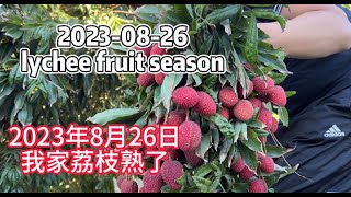 20230826 Harvest Fresh Lychee goes to my friends Americas Lychee GardenLitchi fruits satisfying [upl. by Seftton]