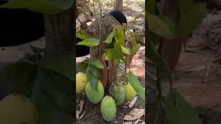 New technique of growing mango plant mangografting mango fruitfarming farming viral shorts [upl. by Kroy998]