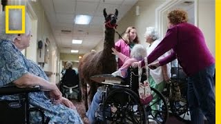 Llamas Bring Happiness to Nursing Home  National Geographic [upl. by Shuman173]