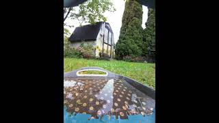 A white throated sparrow at the ground feeder bird birds [upl. by Airym]