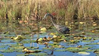 Great Blue Heron Eats Largemouth Bass [upl. by Meehahs]