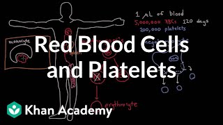 Complete Blood Count CBC Test Results Interpretation w Differential Nursing NCLEX [upl. by Haletky]