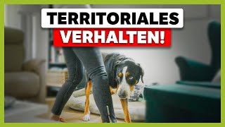 Hund VERBELLT den BESUCH So setzt du ihm konsequent Grenzen [upl. by Hellman]