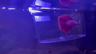 Adding Betta to a Tank [upl. by Nnad]