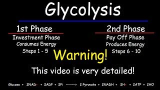 Glycolysis  Biochemistry [upl. by Berkly]