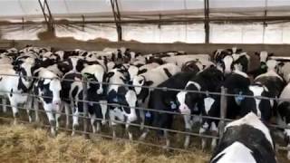 Brandt Boys Beef amp Grain 975 Holstein Steers [upl. by Odnalref]