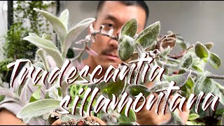 Tradescantia Sillamontana Care Tips and Propagation  WITH UPDATES [upl. by Fawcette832]