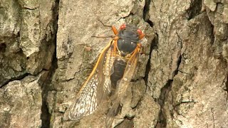 Why Cicadas Will Be Doubly Loud This Year [upl. by Freddi]