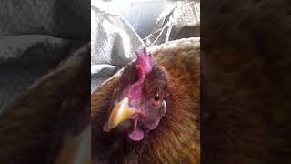 Así se oye una gallina cueca  la gallina clueca [upl. by Erida]