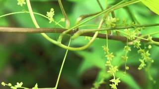 Plant portrait  Wild yam Dioscorea villosa [upl. by Leigha153]