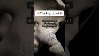 The Hip joint trending anatomy explore usa us jersey english bones medical [upl. by Averi]