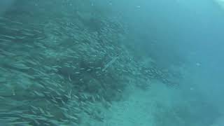 Palmar wall fish school  trumpet fish [upl. by Schroer]