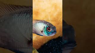 Electric blue acara American cichlid cichlid youtubeshorts aquarium [upl. by Gunthar]