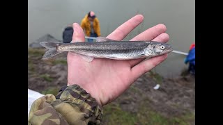 Dip netting For 30 Pounds Of Eulachon On The Cowlitz [upl. by Terle]