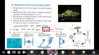 Reproduction and sporulation in fungi [upl. by Nidnal]