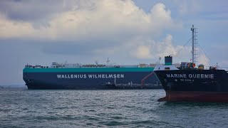 CAR CARRIER WALLENIUS WILHELMSEN [upl. by Enella]