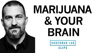 How Marijuana Affects the Brain amp Body  Dr Andrew Huberman [upl. by Winchester]