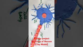 Biology Project Structure of Neuron  clay model [upl. by Ramos]