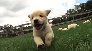 CLUMSY Puppies Running At You IN SLOW MOTION [upl. by Enyrehtak44]