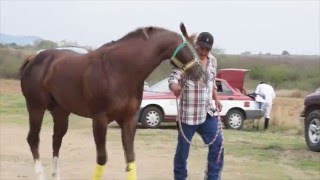 carreras de caballos carril buenavista Etla oaxaca [upl. by Errot]