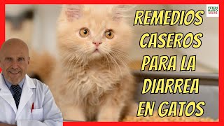 💚 REMEDIOS CASEROS PARA CORTAR LA DIARREA EN GATOS 💚 [upl. by Woolley]