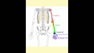 Human forelimb explain [upl. by Apfelstadt]