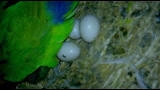 05 02 2014 memories Lovebird breeding [upl. by Airotel]