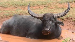 Giant Wild water buffalo  WILD BUFFALO in Yala National park [upl. by Mehs765]