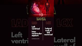 ECG artery blockage doctor india neet youtubeshorts medical mbbsloveheart usa viralvideo [upl. by Ettenajna]