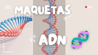 CÓMO HACER MAQUETA DEL ADN 🧬 MAQUETA ADN maquetaadn maquetas [upl. by Llirpa583]