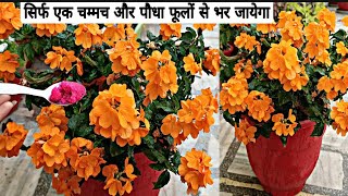 गमले को फूलों से भर के रखता है ये पौधाBest Fertilizer For Crossandra Plant Crossandra Plant Care [upl. by Penoyer]