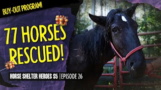 Horse Shelter Heroes S5E26  77 Horses Rescued [upl. by Akemor]