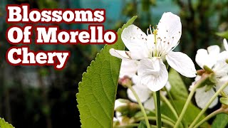 Morello Cherry How The Blossoms Look Like [upl. by Cissiee]