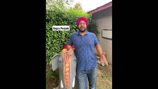 Angry Punjabi Ft Parvinder Singh  Popular Opinion on Neetu Shatraan Wala [upl. by Sisely]