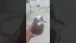 BHOT TIME BAAD KABOOTAR PAKRA🕊️shortvideoviralshortsubscribefyp [upl. by My821]