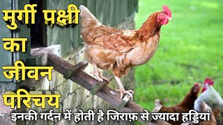 मुर्गी पक्षी का जीवन परिचय। Murgi Pakshi Ka Jeevan Parichay। Life Introduction Of Hen Bird । [upl. by Yelyr936]