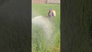 Paddy Fungicide spray on PaddyRice Crop in Pakistan [upl. by Tina]