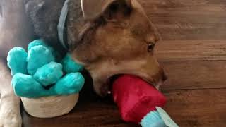 Barkbox Unboxing  Review January 2021 [upl. by Artamas]