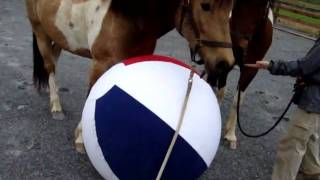 Chincoteague Ponies introduced to tuff ball 51109 [upl. by Col]