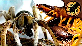 FEEDING TIME Funnelweb spiders centipedes and more [upl. by Eilrahs]