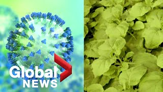 COVID19 Canadian manufacturer Medicago says its vaccine shows promise in trials [upl. by Rovelli439]