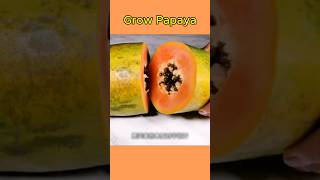 How to grow papaya trees growing papaya from seeds papaya howto [upl. by Briano923]