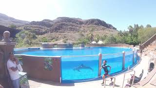 Palmitos Park Dolphin Show [upl. by Aleck]