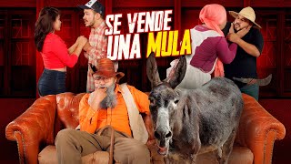 Se vende una mula  Agapito Díaz  cortometraje  JR [upl. by Borek25]