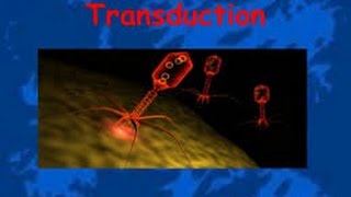 Transduction in Bacteria [upl. by Ariamoy]