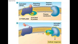 AP bio unit 4 signal transduction pathway [upl. by Ardin]