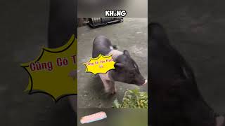 Đúng Là Bạn Thân review chotreview dog pig respect [upl. by Manvel]