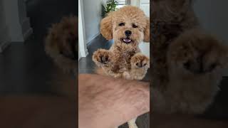 Dog Training  Cavapoo doglover doglife cavapoopuppy [upl. by Hajed258]